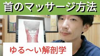 【ゆる〜い解剖学シリーズ】首の筋肉とマッサージポイント