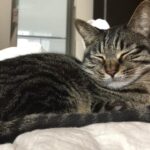 腹筋が筋肉痛の飼い主の上でまったり寝ている猫がこちら