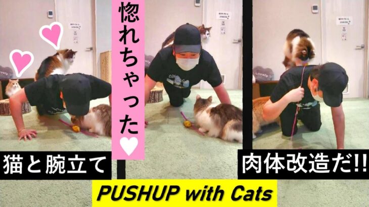 【俺の筋肉に惚れた猫💪💗🐈】Push Ups with Cats
